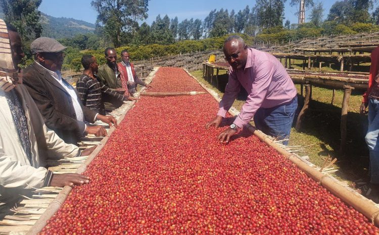  Berhanu Specialty Coffee Store at Farm place