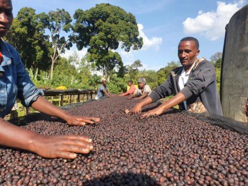 Berhanu Specialty Coffee Gallery