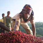 Ethiopia-the-motherland-of-coffee-1