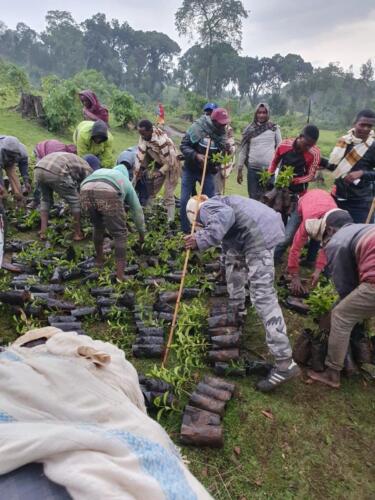 Berhanu Specialty Coffee Gallery