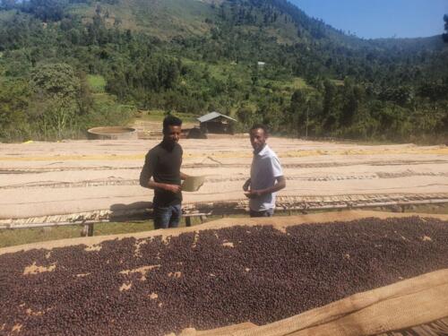 Berhanu Specialty Coffee Gallery